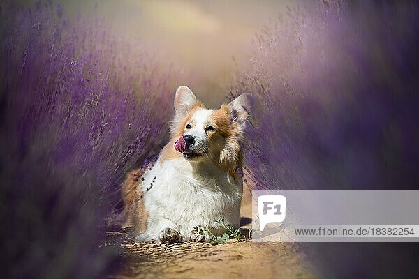 Welsh Corgi Pembroke Hund posiert schön auf einem Lavendelfeld zwischen Wegen. Lavendelfeld in Polen