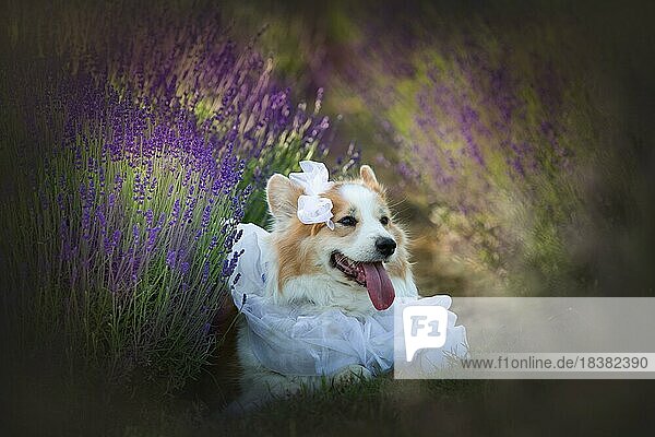Hund Corgi Welsh Pembroke in Gestalt eines Bräutigams  der in einem Lavendelfeld steht. Lavendelfeld in Polen