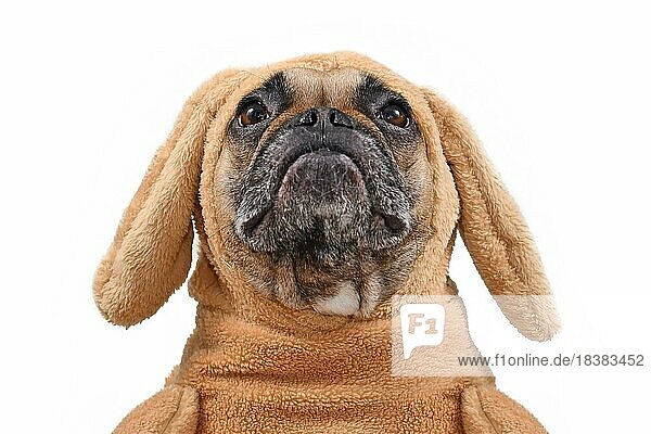 Kopf einer lustigen französischen Bulldogge  die als Osterhase verkleidet ist und ein Hasenkostüm mit hängenden Ohren trägt. Studioaufnahme vor weißem Hintergrund