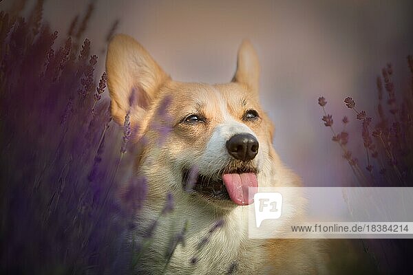 Welsh Corgi Pembroke Hund posiert schön auf einem Lavendelfeld zwischen Wegen. Lavendelfeld in Polen