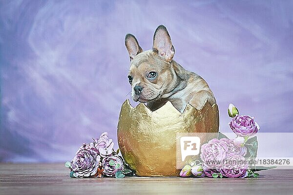 Niedliche Französische Bulldogge Hundewelpe schlüpft aus goldener Eierschale neben Rosen vor violetter Wand