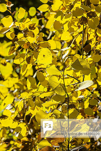 closeup of aspen leaves in fall near Sun Valley Idaho