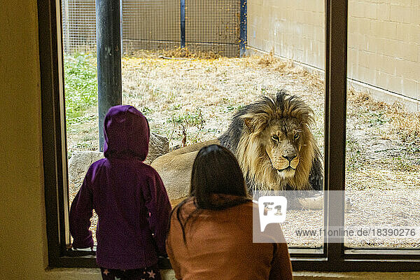 Mother and daughter observe African Lion at Boise Zoo