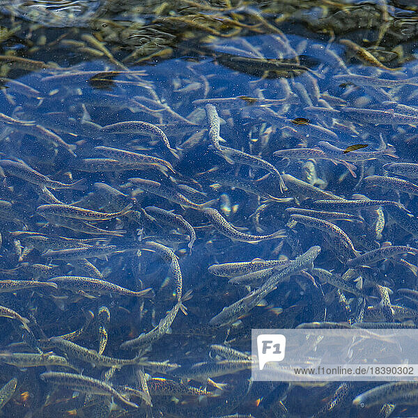 immature trout in fish hatchery ponds near Sun Valley Idaho