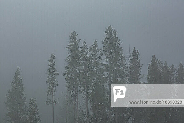 foggy forest near Sun Valley Idaho
