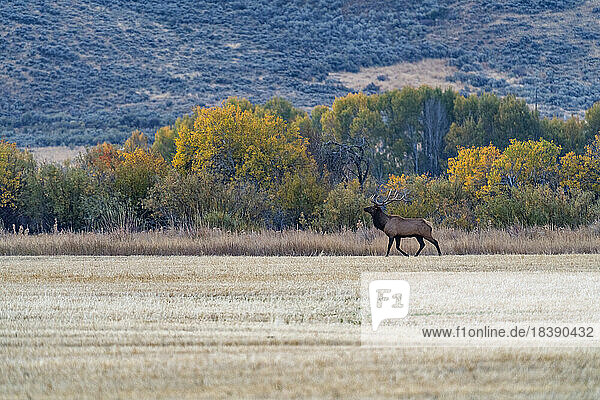 Bull Elk crosses cut field near Sun Valley Idaho