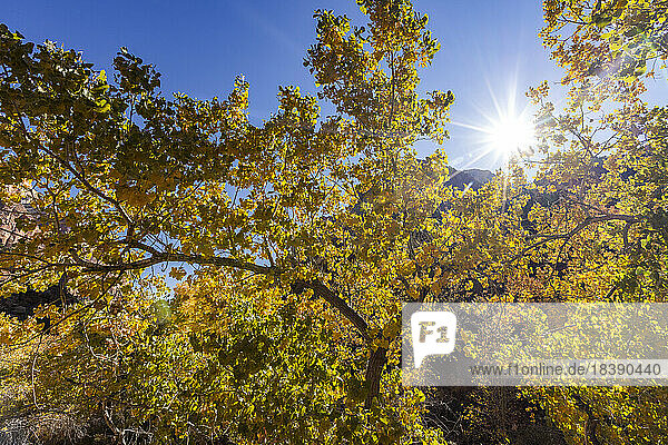 fall foliage in Zion National Park Utah