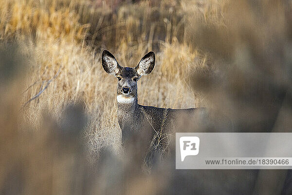 female mule deer gazes at camera near Sun Valley idaho
