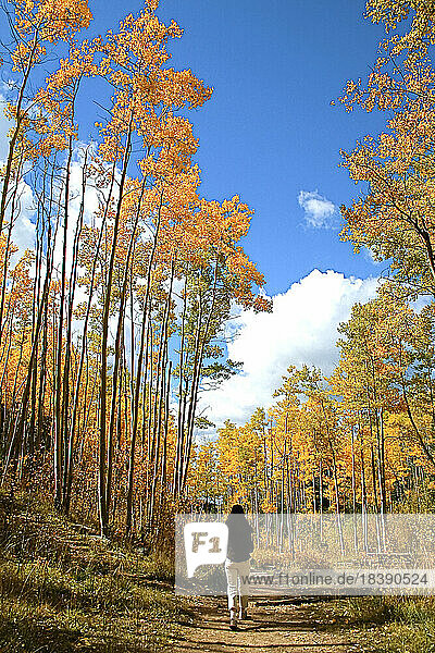 Santa Fe New Mexico United States Aspen trees in the fall near the Santa Fe ski basin