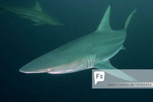 Schwarzspitzenhai (Carcharhinus limbatus)  Tauchplatz Protea Banks  Margate  KwaZulu Natal  Südafrika