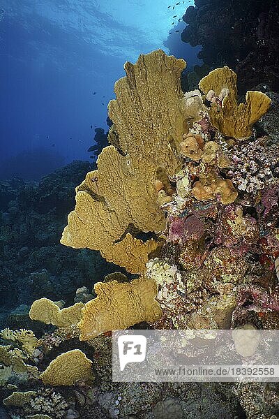 Platten-Feuerkoralle (Millepora platyphylla)  Tauchplatz St. Johns  Ägypten  Rotes Meer  Afrika