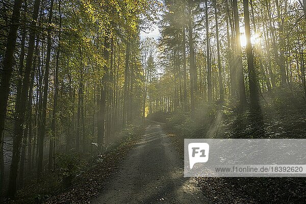 Nebelstimmung im Wald mit Forstweg  Araburg  Kaumberg  Niederösterreich  Österreich  Europa