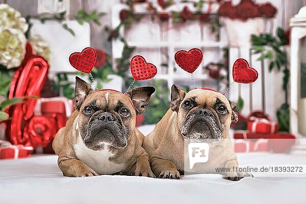 Paar französische Bulldoggen mit Stirnbändern mit Herzen zum Valentinstag  die vor einer saisonalen Dekoration mit Girlanden und Geschenkboxen liegen