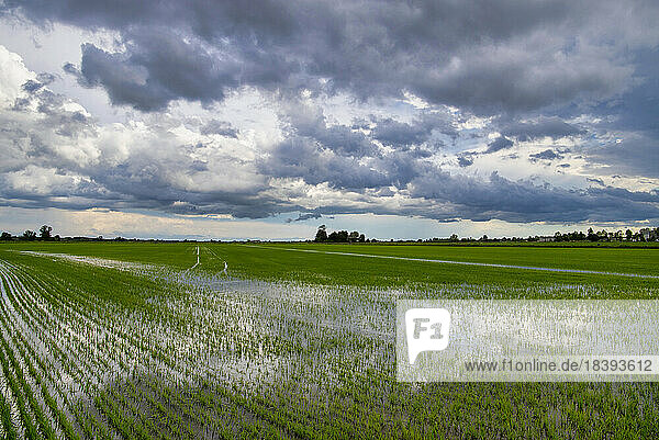 Felder und Reisfelder an einem Sommertag  unter einem stürmischen Himmel  Novara  Po-Ebene  Piemont  Italien  Europa