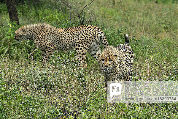 Cheetah (Acinonyx jubatus)  Ndutu Conservation Area  Serengeti  Tanzania  East Africa  Africa