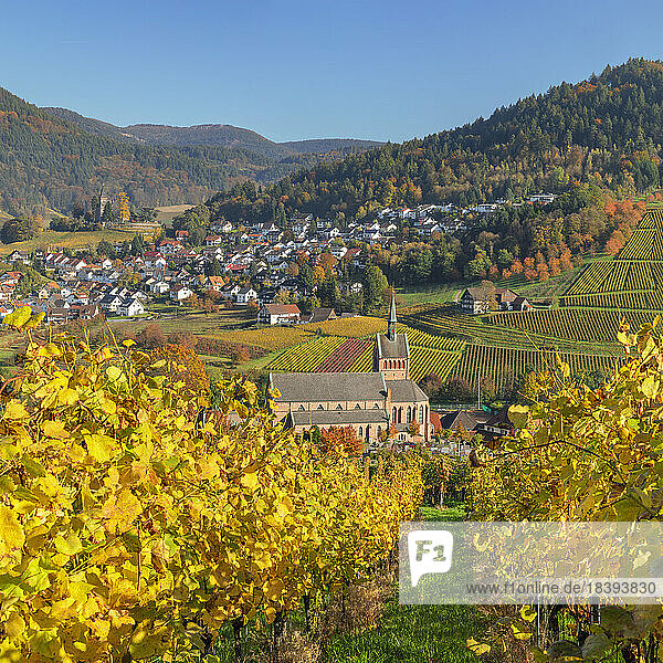 Blick über Weinberge nach Kappelrodeck im Herbst  Schwarzwald  Baden-Württemberg  Deutschland  Europa