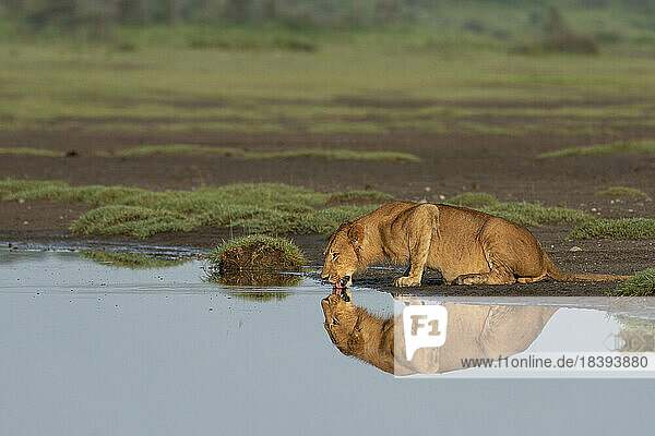 Löwe (Panthera leo)  Ndutu-Schutzgebiet  Serengeti  Tansania  Ostafrika  Afrika