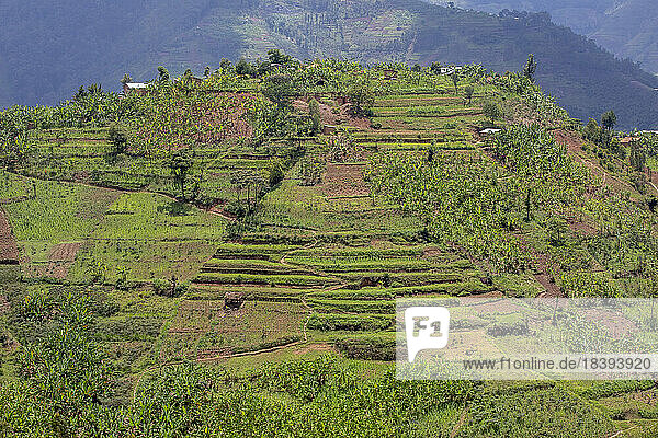 Terrassenlandschaft im Norden Ruandas  Ruanda  Afrika