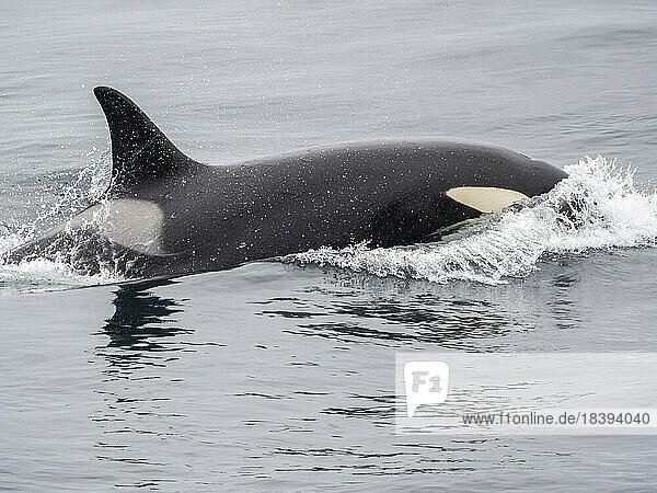 Eine kleine Gruppe von Schwertwalen (Orcinus orca) taucht nördlich von Tromso  Norwegen  Skandinavien  Europa  auf.