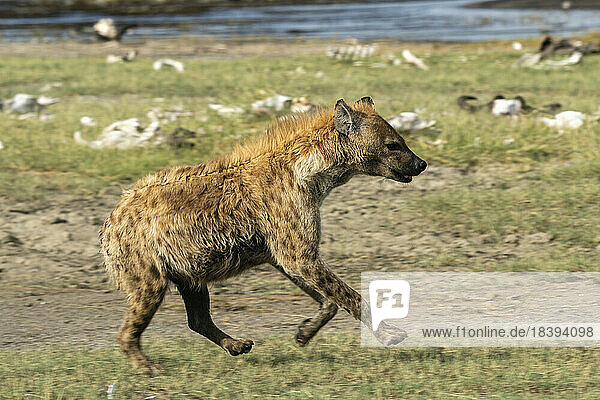 Hyäne (Crocuta crocuta)  Ndutu-Schutzgebiet  Serengeti  Tansania  Ostafrika  Afrika