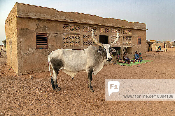 Stier vor dem Haupthaus eines Dorfes in einer ländlichen Gegend im Norden Senegals  Westafrika  Afrika