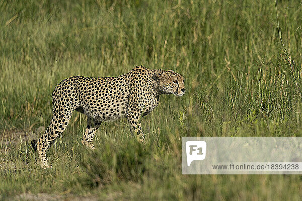 Cheetah (Acinonyx jubatus) walking  Ndutu Conservation Area  Serengeti  Tanzania  East Africa  Africa