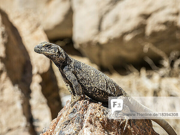 Chuckwalla (Sauromalus ater)  Leadfield im Titus Canyon im Death Valley National Park  Kalifornien  Vereinigte Staaten von Amerika  Nordamerika