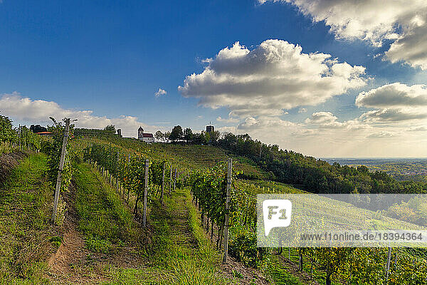 Hügel und Weinberge um die Stadt Gattinara  Bezirk Vercelli  Piemont  Italien  Europa
