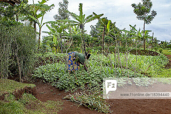 Frau bei der Arbeit in einem Gemüsegarten in der Provinz Huye im Süden Ruandas  Afrika