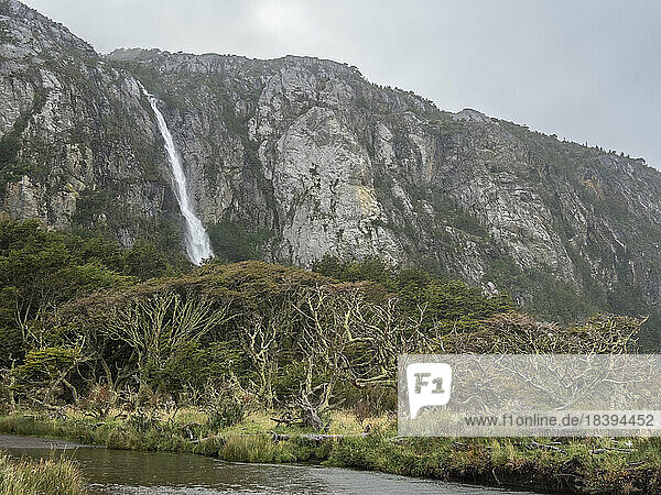 Ein Wasserfall  der zwischen Nothofagus-Buchen von den Bergen herabstürzt  im Karukinka-Naturpark  Chile  Südamerika