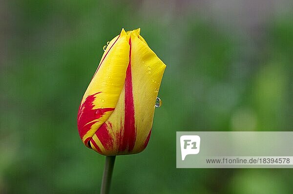 Nahaufnahme  Tulpe (Tulipa)  gelb rot  Blume  geschlossen  Wassertropfen  einzeln  Blüte  Regentropfen  Frühling  draußen  Eine einzelne  geschlossene Tulpe mit Wassertropfen