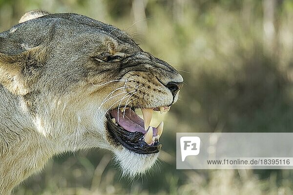 Löwin (Panthera leo)  zeigt ihre großen Zähne. Seitenansicht ihres Kopfes  Gesicht mit langen Zähnen. Okavangodelta Botswana