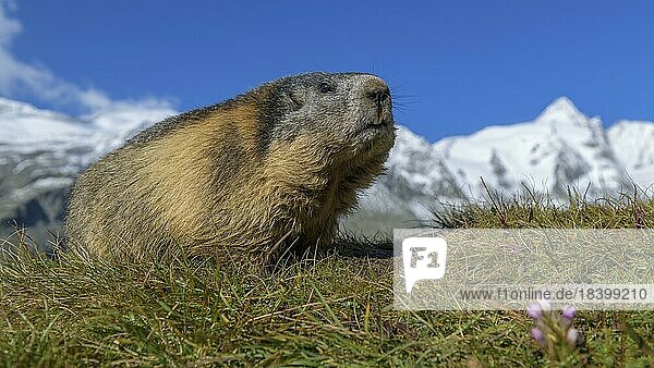Alpenmurmeltier (Marmota marmota)  in einer Hochgebirgslandschaft  blauer Himmel  Nationalpark Hohe Tauern  Österreich  Europa