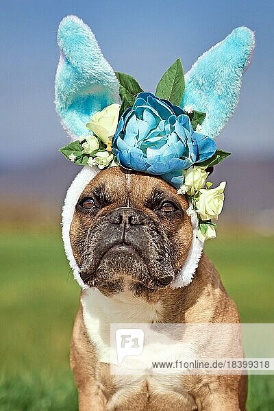 Französische Bulldogge Hund gekleidet als Osterhase trägt Stirnband mit großen Kostüm Kaninchenohren und Blumen auf dem Kopf