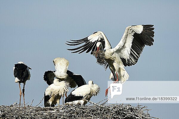 White Stork (Ciconia ciconia)  old bird and young birds in nest  old bird brings new nesting material  Anholt  Lower Rhine  North Rhine-Westphalia  Germany  Europe