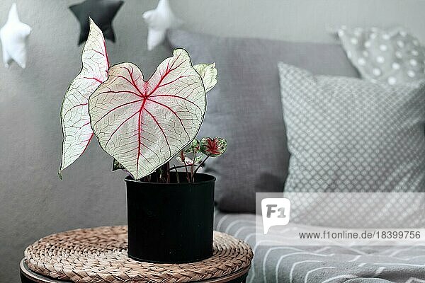 Leaf of caladium plant with pink veins