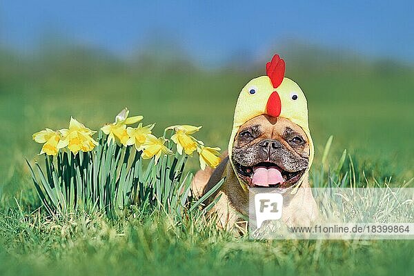 Glückliche Französische Bulldogge mit Osterhut neben Narzissen Frühlingsblumen