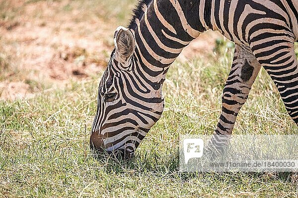 Zebra im günen Gras der Savanne ost Afrika. Zebra läuft duch den Tsavo Nationalpark in Kenia. Aufgenommen auf einer Safari. im Hintergrund befinden sich springböcke
