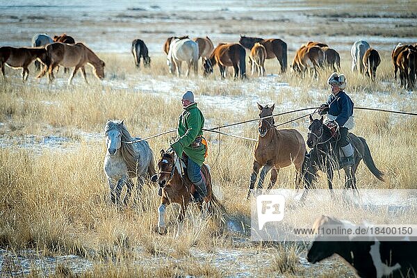 Riders catching the horses. Dornod Province. Mongolia