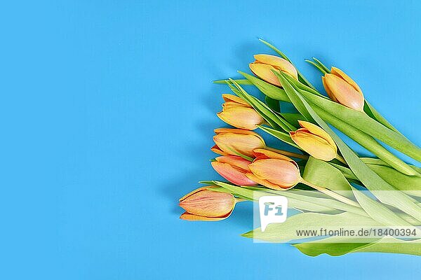 Bouquet of orange Tulip spring flowers on blue background with copy space