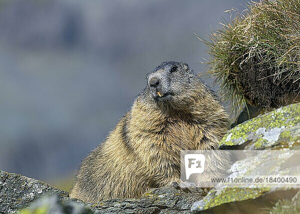 Alpenmurmeltier (Marmota marmota)  ruht vor seinem Bau  Nationalpark Hohe Tauern  Österreich  Europa