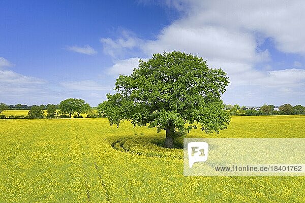 Aerial view over solitary common oak  pedunculate oak (Quercus robur)  European oak  English oak tree in flowering rape field in spring