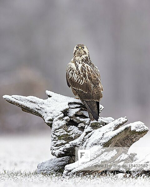 Common steppe buzzard (Buteo buteo) sitting on old root  light morph  lying in wait  bird of prey  foraging in snow  hunting mice  floodplain landscape  floodplain meadows  UNESCO Biosphere Reserve Elbe River Landscape  Saxony-Anhalt  Germany  Europe