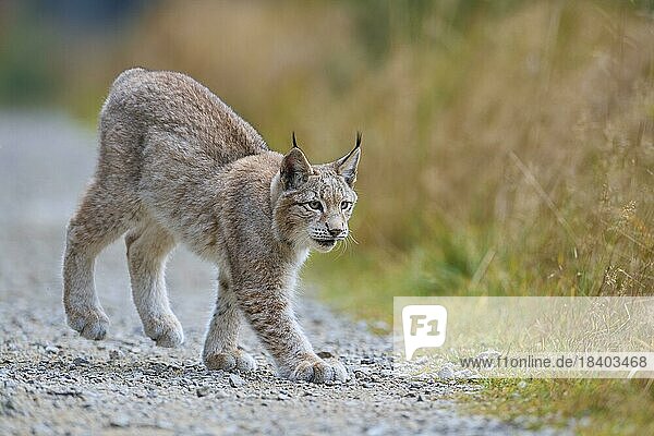Europäischer Luchs (Lynx lynx)  Jungtier rennt am Wegesrand