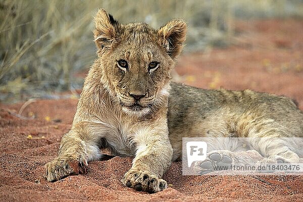 Löwe (Panthera leo)  Jungtier  wachsam  ruhend  Tswalu Game Reserve  Kalahari  Nordkap  Südafrika