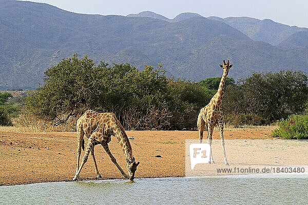 Southern giraffe (Giraffa camelopardalis giraffa)  adult  at the water  drinking  waterhole  two giraffes  Tswalu Game Reserve  Kalahari  Northern Cape  South Africa  Africa