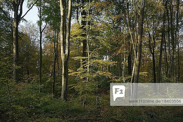 Ein naturnaher Buchen-Mischwald im Herbst. Deutschland  Brandenburg  Landkreis Barnim  Melchow  Naturpark Barnim
