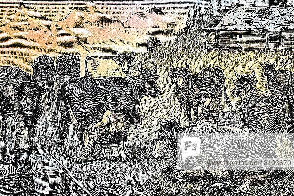 Melken der Kühe bei einer Almhütte im Allgäu  Bayern  Deutschland  Historisch  digital restaurierte Reproduktion von einer Vorlage aus dem 19. Jahrhundert  Europa