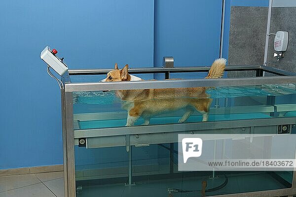 Dog rehabilitation on a water treadmill. animal health