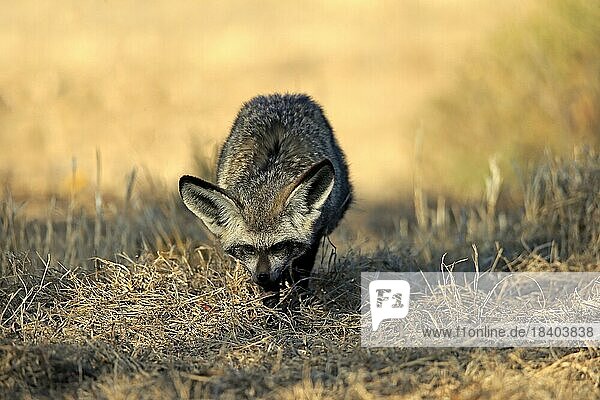 Bat-eared fox (Otocyon megalotis)  adult  alert  foraging  Mountain Zebra National Park  Eastern Cape  South Africa  Africa